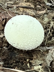 Amanita citrina