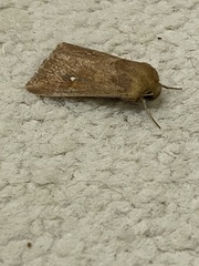 Mythimna albipuncta