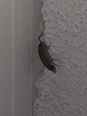 Porcellio spinicornis