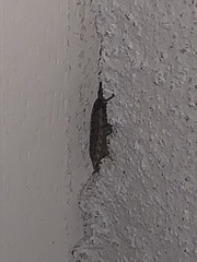 Porcellio spinicornis