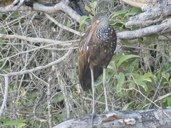 Aramus guarauna