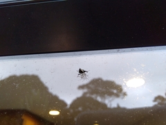 Scolopterus penicillatus