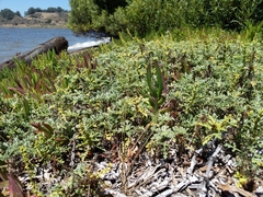 Ambrosia chamissonis