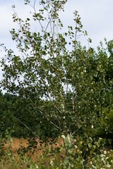 Populus tremuloides