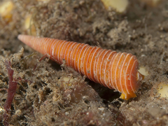 Seila crocea