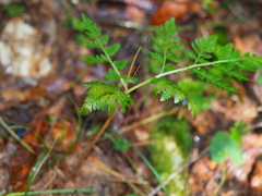 Botrypus virginianus