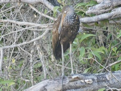 Aramus guarauna