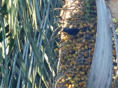 Tachyphonus coronatus