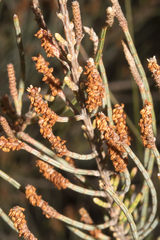 Allocasuarina humilis