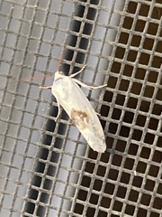 Acontiini