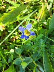 Gentiana calycosa