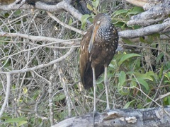 Aramus guarauna