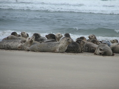 Phoca vitulina richardii