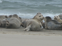 Phoca vitulina richardii