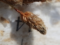 Scirpus pedicellatus