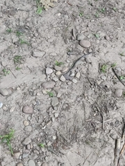 Nerodia sipedon sipedon