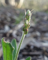 Plantago varia