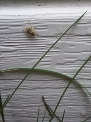Adelphocoris lineolatus