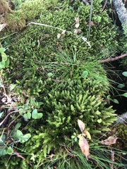 Fissidens taxifolius