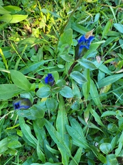 Gentiana calycosa
