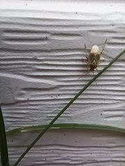 Adelphocoris lineolatus