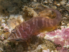 Aspasmogaster costata