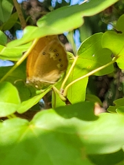 Coenonympha glycerion