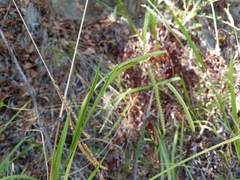 Paspalum dilatatum