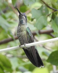 Eugenes fulgens