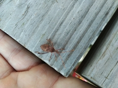 Leptoglossus occidentalis