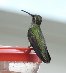 Eugenes fulgens