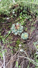 Coryphantha ottonis
