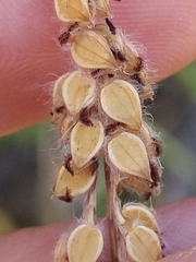 Paspalum dilatatum