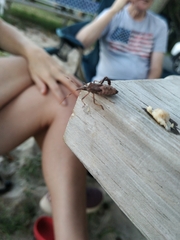 Leptoglossus occidentalis
