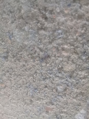 Oniscidea