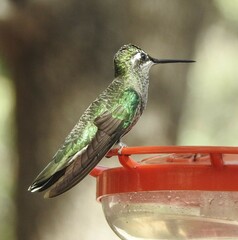 Eugenes fulgens