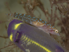 Cochleoceps orientalis