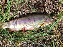 Oncorhynchus