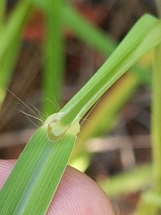 Paspalum dilatatum