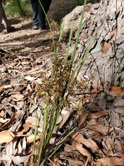 Lomandra multiflora