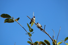 Paroaria capitata