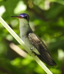 Leucolia violiceps