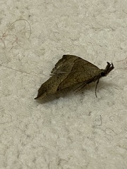 Hypena proboscidalis