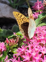 Argynnis pandora