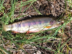 Oncorhynchus