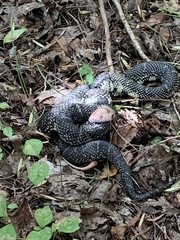 Lampropeltis nigra