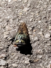 Neotibicen lyricen