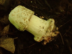 Hypomyces hyalinus