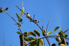Paroaria capitata