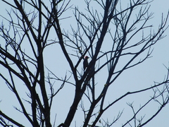 Melanerpes flavifrons